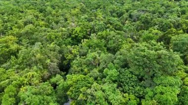 Drone görüntüleri, Avustralya 'nın Port Douglas kentindeki yoğun, canlı, yeşil bir yağmur ormanını doğal gün ışığı altında görüntüler.