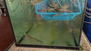 Su tankından canlı karides seçen kişi