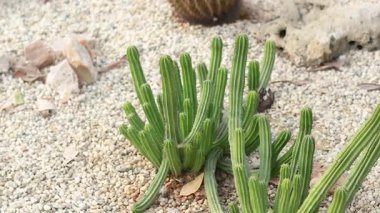 Kaktüs ve bitkiler kumlu bir bahçede