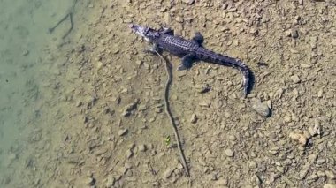Drone görüntülerinde Port Douglas 'taki bir nehir kıyısında tuzlu su timsahı görülüyor. Doğal yaşam alanı ve davranışları gözler önüne seriliyor.