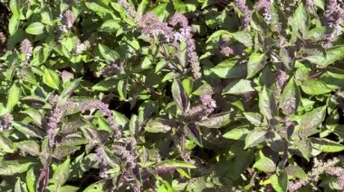 Mor çiçek dikenli yoğun fesleğen bitkileri çerçeveyi parlak güneş ışığı altında doldurur. Kamera sabit duruyor, yemyeşil yaprakları ve çiçekli detayları vurguluyor.