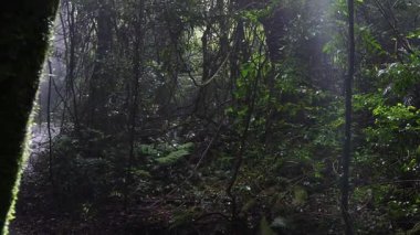 Güneş ışınları sisli ormanlarda ağaçların arasından süzülür.