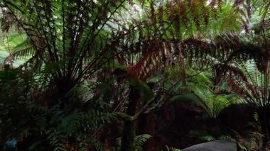 Yağmur ormanları boyunca yemyeşil.