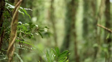 Avustralya 'nın Dorrigo kentindeki yosun kaplı yağmur ormanlarında kamera yavaş yavaş yayılıyor. Yumuşak doğal gün ışığı yoğun yeşil yaprakları ve ağaç gövdelerini vurguluyor