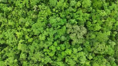 Drone görüntüleri Port Douglas 'taki yoğun ve canlı bir yağmur ormanının gölgesini yakalar ve yukarıdaki yemyeşil bitki örtüsünü gösterir.