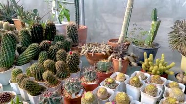 Khlong Lat Mayom Yüzen Pazarı 'ndaki bir serada çeşitli şekil ve boyutlarda çeşitli kaktüsler sergileniyor.
