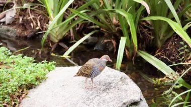 Çamurlu demiryolu bitki örtüsünün yanındaki kayanın üzerinde.