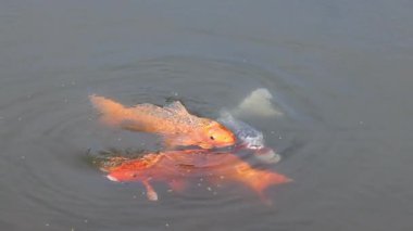 Renkli koi balığı zarif bir şekilde suda hareket ediyor.