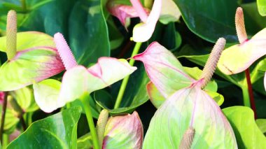 Yeşil yaprakların arasında canlı anthurium çiçekleri
