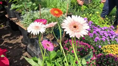 Canlı bir çiçek bahçesinde renkli bir gezinti.