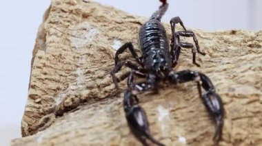 Bir akrep, parlak ışık altında cımbızla etkileşerek, kontrollü bir ortamda kütük boyunca hareket eder.