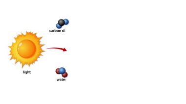 Diyagram animasyonu, güneş ışığı, karbondioksit ve suyun oksijen ve glikoza dönüştüğünü gösteren fitoplankton fotosentezini gösteriyor. Temiz vektör biçimi, sabit kamera, beyaz arkaplan