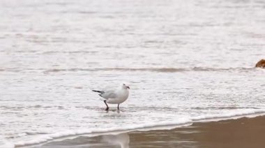 Kırmızı gagalı bir martı kumlu bir sahilde yiyecek arar, yumuşak dalgalar ve bulutlu aydınlatma sakin bir sahil manzarası yaratır.