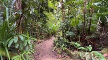 Yoğun yağmur ormanları arasında canlı yeşillik ve doğal ışığın gölgelerin arasından süzüldüğü sakin bir yürüyüş.