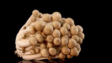 Bir kahverengi kayın mantarı kümesi parlak stüdyo ışıkları altında parlak siyah bir yüzey üzerinde yavaşça döner, dokuyu ve yapıyı birçok açıdan ortaya çıkarır.