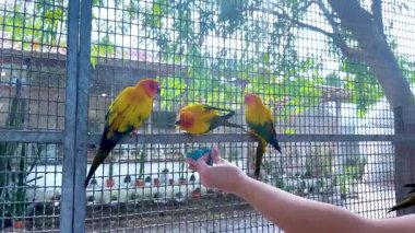 Bangkok pazarında renkli papağanlar elle besleniyor