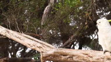 Bir papağan ağaç dalında oturur.