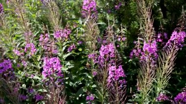 Yeşillikte açan pembe çiçekler.