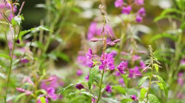 Dunkeld, İskoçya 'da yakındaki yakut çiçekleri