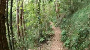 Sakin bir yürüyüş tenha bir orman patikası boyunca