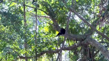 Gibbon, Chonburi, Tayland 'da ağaçların arasından geçiyor.