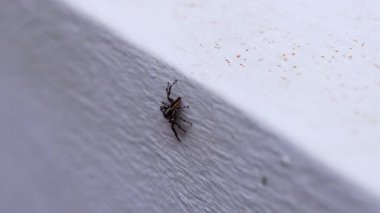 Örümcek beyaz desenli bir yüzey boyunca hareket eder