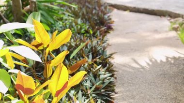 Rüzgarlı bir bahçede usulca hareket eden bitkiler