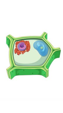 Çekirdek ve nükleolüse odaklı bitki hücre anatomisini gösteren animasyon, hücresel bileşenleri ve bunların düzenini vurguluyor