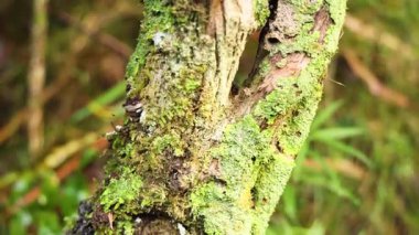 Ağaç gövdesine yosun ve yosunla yakın plan