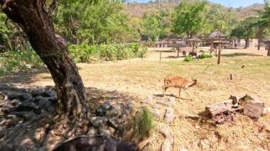 Nyala ve bufalo doğal ortamda birlikte yaşarlar.