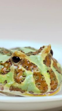 Boynuzlu bir kurbağa, ışık altında beyaz bir yüzeye uzanır. Canlı renklerini ve dokularını sergiler.