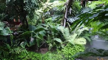 Tropikal ormanda yoğun yeşillik ve sis