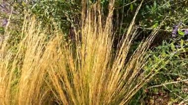 Altın otlar rüzgarda hafifçe hareket ediyor.