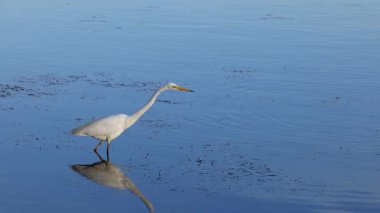 Akbalıkçıl hareketsiz duruyor, sonra da suya dalıyor.