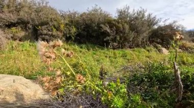 Kuru devedikeni bitkileri Yeni Zelanda 'daki Tekapo Gölü yakınlarındaki rüzgarlı, güneşli bir çayıra tohumlarını salar. Kamera sabit duruyor, doğal hareketi ve canlı yeşilliği yakalıyor.