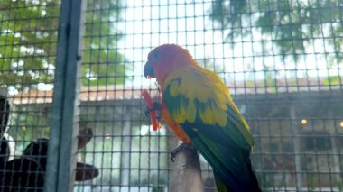 Renkli papağan pazar kafesine tünemiş.