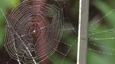 Ormanda yağmur suyuyla parlayan örümcek ağı