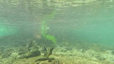 Sakin bir kanal ortamının sualtı görüntüsü