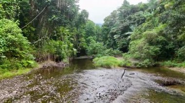 Yumuşak doğal ışık altında, Queensland, Port Douglas 'taki yemyeşil, yoğun yağmur ormanlarında süzülen sakin bir derenin havadan görünüşü