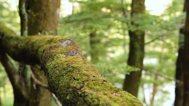 Queenstown, Yeni Zelanda 'da yosunlu dallar ve yemyeşil bir orman manzarası. Yumuşak doğal ışık, sakin atmosferi güçlendirir.