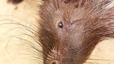 Kirpi kumlu ortamda hareket ediyor