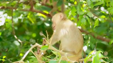 Güney ördek kuyruklu bir makak yemyeşil bir ormanda oturur ve gün ışığında yaprakları çiğner.