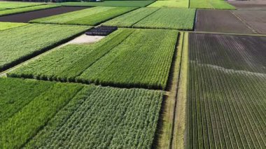 Bir insan eli spor salonunun teçhizat rafından renkli halterlerle metal bir çubuk bağını seçer ve çıkarır. 