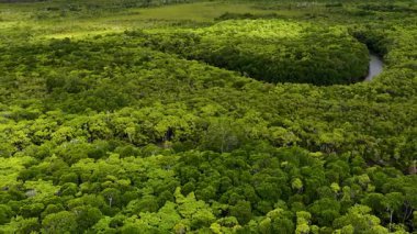 Drone, Avustralya 'nın Port Douglas kentindeki yoğun, canlı yağmur ormanlarının ve dolambaçlı nehirlerin üzerinde süzülüyor. Bulutlu aydınlatma, pürüzsüz hava hareketi, geniş manzara perspektifi