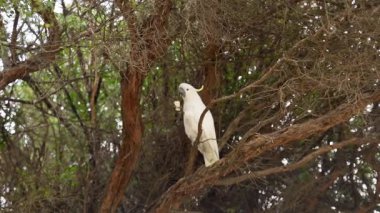 Ağaç dalına tünemiş bir papağan.
