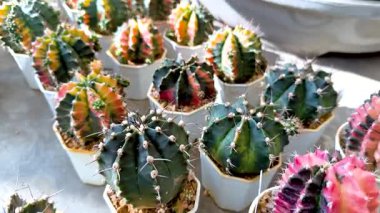 Serada renkli bir kaktüs.