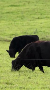 İki siyah Angus sığırı güneşli, çimenli bir arazide sakince otluyor. Kamera sabit duruyor, doğal gün ışığını ve huzurlu kırsal atmosferi yakalıyor.