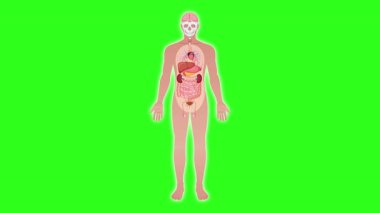 Tam insan anatomik hatlarından, yeşil arkaplan ve pürüzsüz yakınlaştırma efekti kullanarak böbreklerin odaklanmış yakın çekimine geçiş.