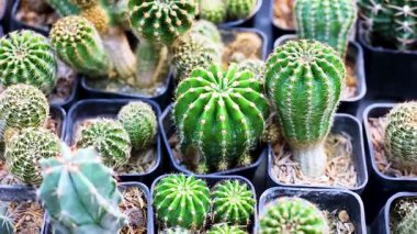 Markette çeşitli kaktüsler var.