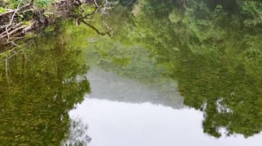 Sakin bir nehir, yoğun yeşil yaprakları yansıtıyor, doğal ışığa yakalanıyor, sakin ve huzurlu bir atmosfer yaratıyor.